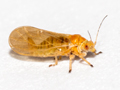 Chamaepsylla hartigi